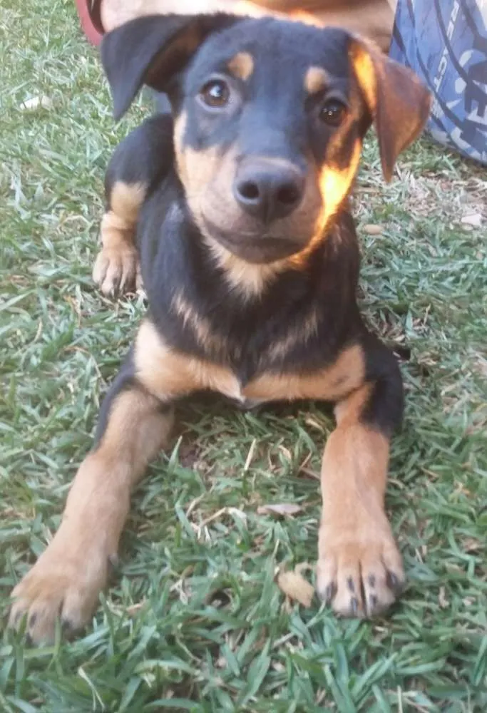 Cachorro raça Não sei idade 2 a 6 meses nome Bela-PrincesaPantera