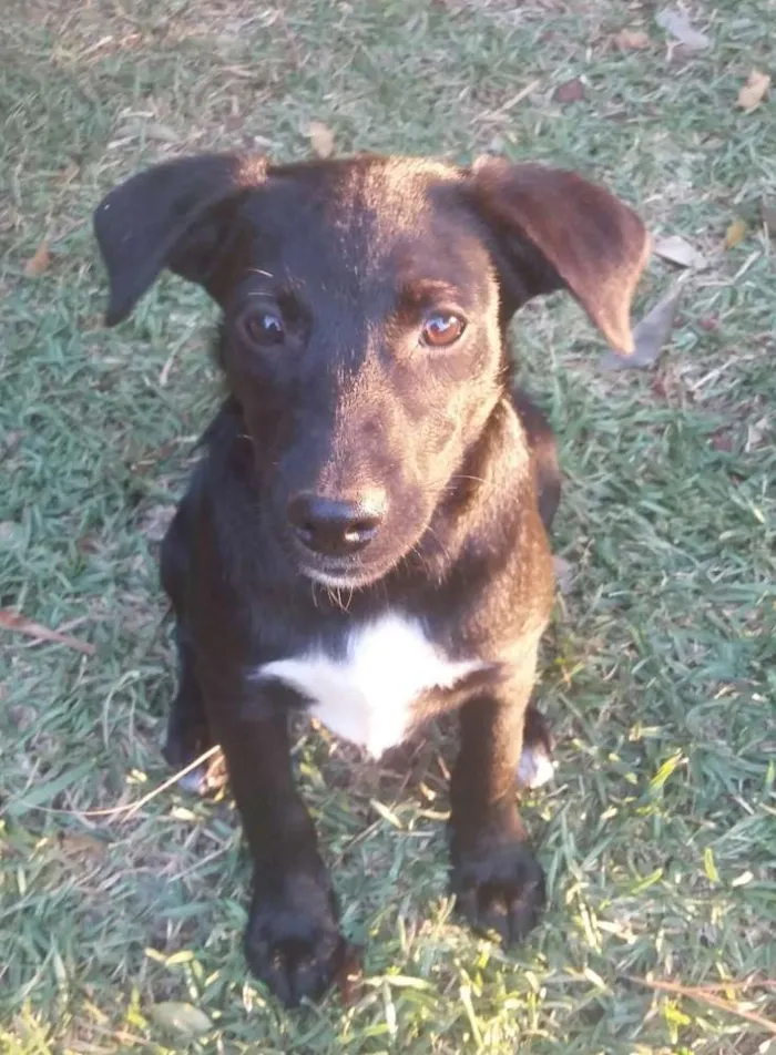 Cachorro raça Não sei idade 2 a 6 meses nome Bela-PrincesaPantera