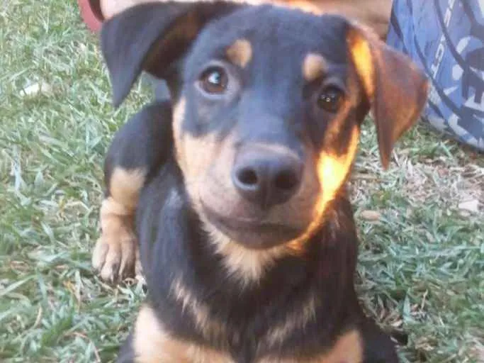 Cachorro raça Não sei idade 2 a 6 meses nome Bela-PrincesaPantera