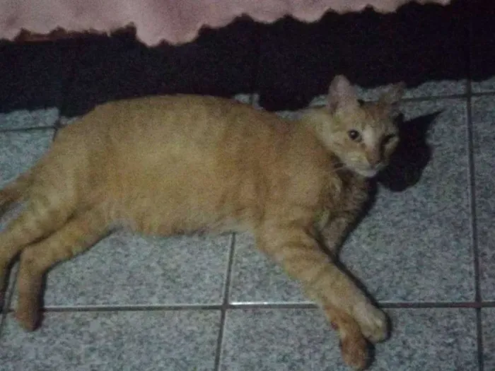 Gato ra a SRD idade 6 ou mais anos nome Hino
