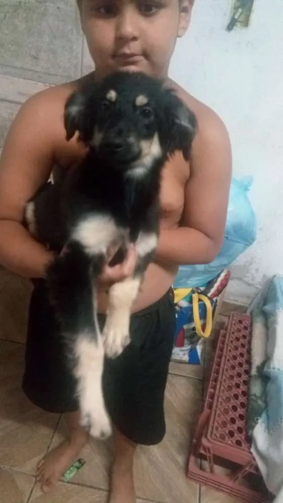 Cachorro ra a Não tem idade Abaixo de 2 meses nome Zezinho