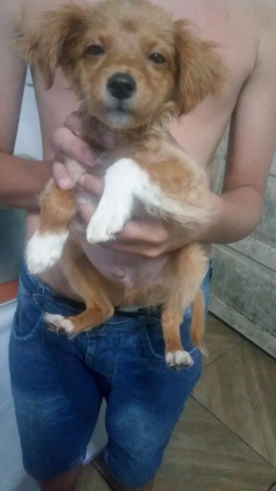 Cachorro ra a Não tem idade Abaixo de 2 meses nome Zezinho