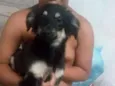 Zezinho