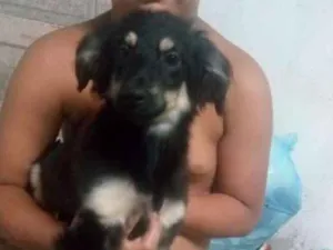 Cachorro raça Não tem idade Abaixo de 2 meses nome Zezinho