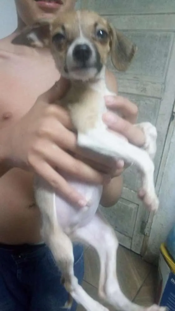 Cachorro ra a Não tem idade Abaixo de 2 meses nome Zezinho