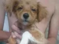Zezinho