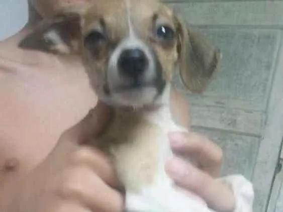 Cachorro ra a Não tem idade Abaixo de 2 meses nome Zezinho