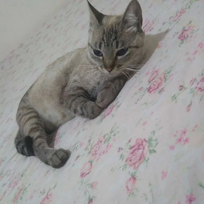 Gato ra a Mistiso idade  nome Não tem nome