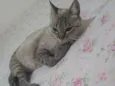 Gorda