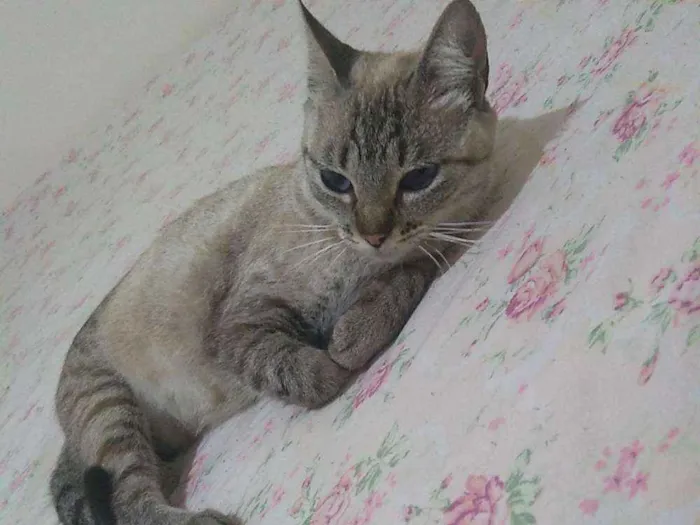Gato ra a Mistiso idade  nome Gorda