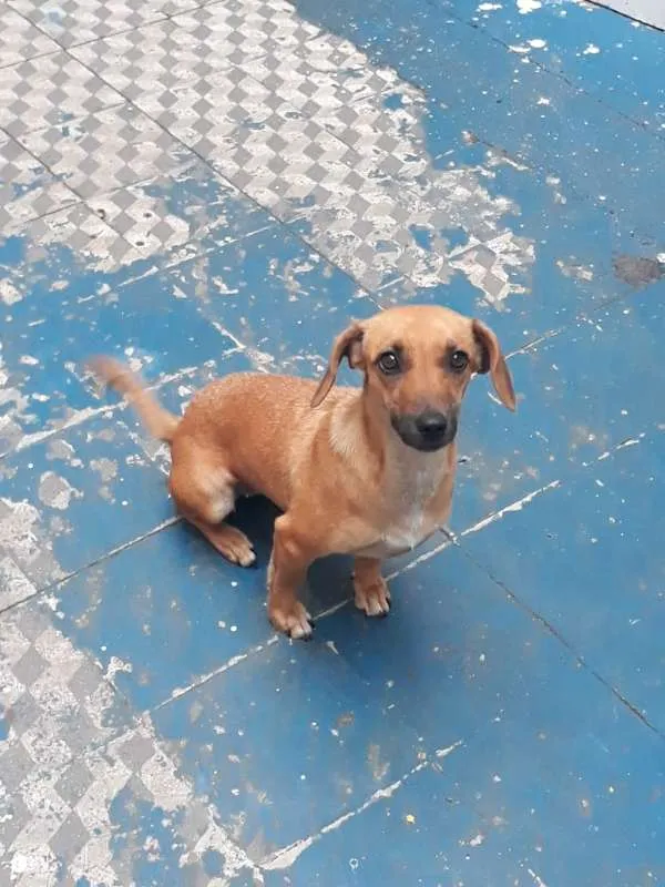 Cachorro raça Basset-vira lata idade 1 ano nome BONECA