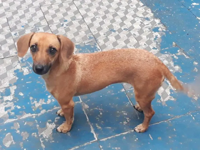 Cachorro raça Basset-vira lata idade 1 ano nome BONECA