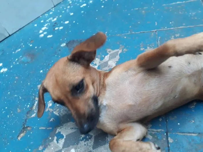 Cachorro raça Basset-vira lata idade 1 ano nome BONECA
