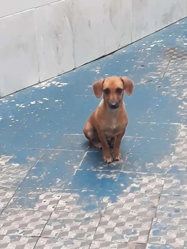 Cachorro raça Basset-vira lata idade 1 ano nome BONECA