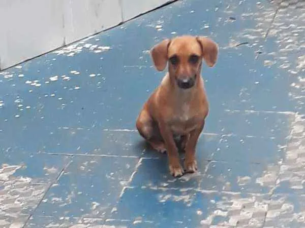Cachorro raça Basset-vira lata idade 1 ano nome BONECA