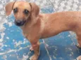 BONECA