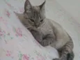 Gorda