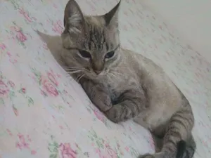 Gato raça Mistiso idade  nome Gorda