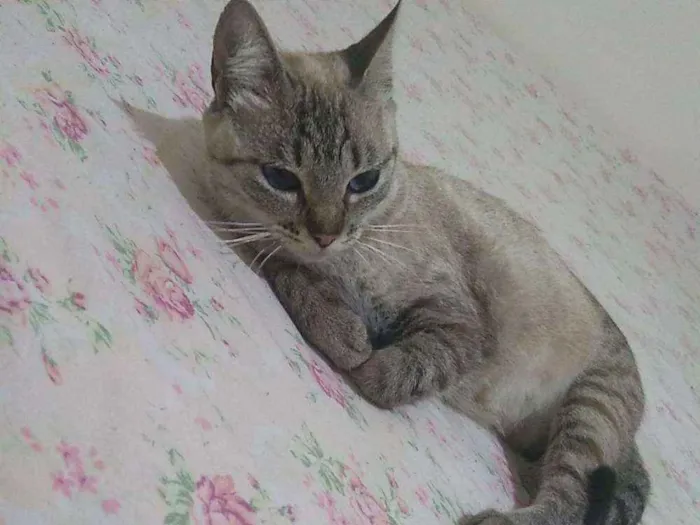 Gato ra a Mistiso idade  nome Gorda
