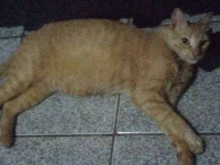 Gato ra a SRD idade 6 ou mais anos nome Hino