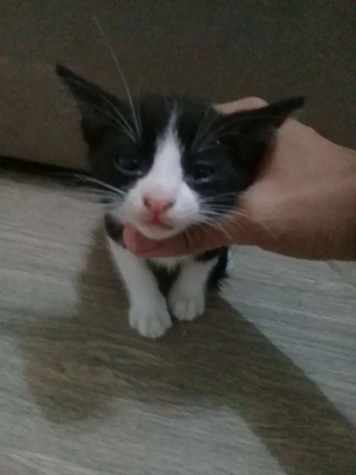 Gato ra a SRD idade 2 a 6 meses nome Gatinhos frajolas