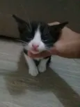 Gatinhos frajolas