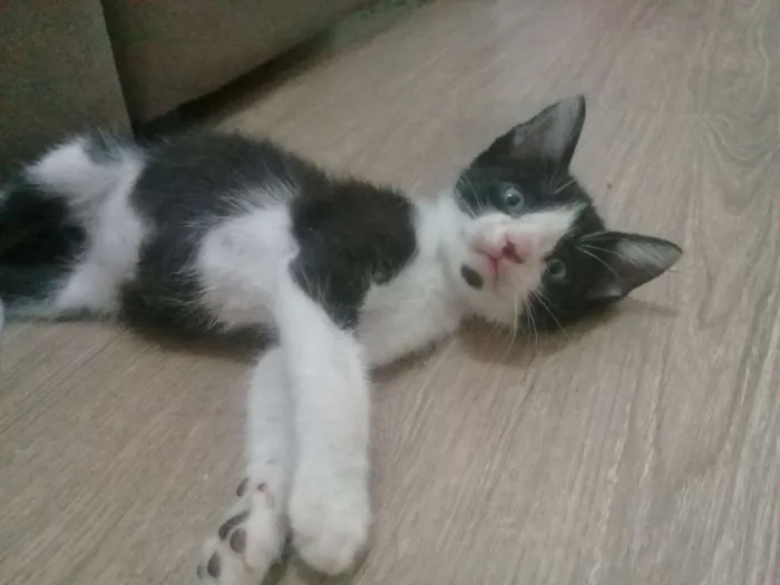 Gato ra a SRD idade 2 a 6 meses nome Gatinhos frajolas