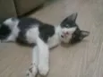 Gatinhos frajolas