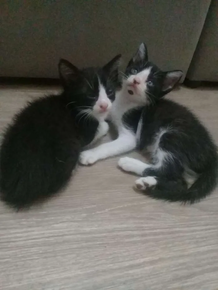 Gato ra a SRD idade 2 a 6 meses nome Gatinhos frajolas