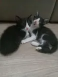 Gatinhos frajolas