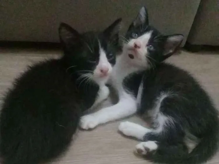 Gato ra a SRD idade 2 a 6 meses nome Gatinhos frajolas