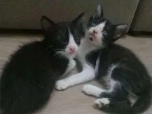 Gato raça SRD idade 2 a 6 meses nome Gatinhos frajolas