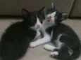 Gatinhos frajolas