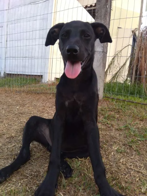 Cachorro ra a Sem raça definida idade 2 a 6 meses nome Sem nome ainda