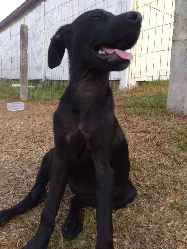 Cachorro ra a Sem raça definida idade 2 a 6 meses nome Sem nome ainda