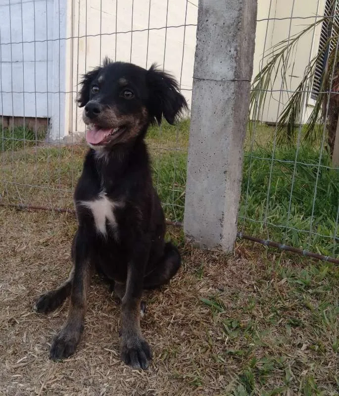 Cachorro ra a Sem raça definida idade 2 a 6 meses nome Sem nome ainda