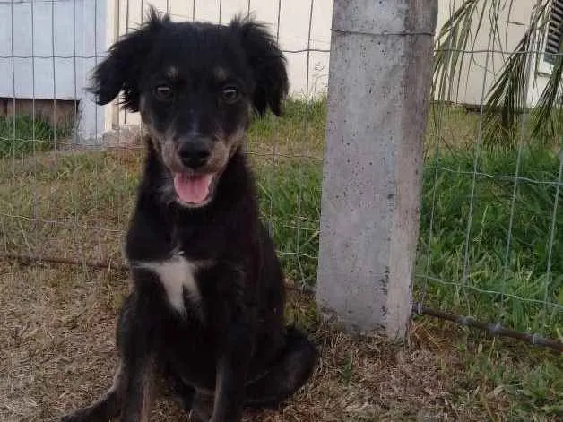 Cachorro ra a Sem raça definida idade 2 a 6 meses nome Sem nome ainda