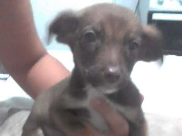 Cachorro ra a Sem raça definida idade 2 a 6 meses nome Spyke