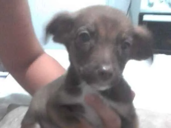 Cachorro ra a Sem raça definida idade 2 a 6 meses nome Spyke