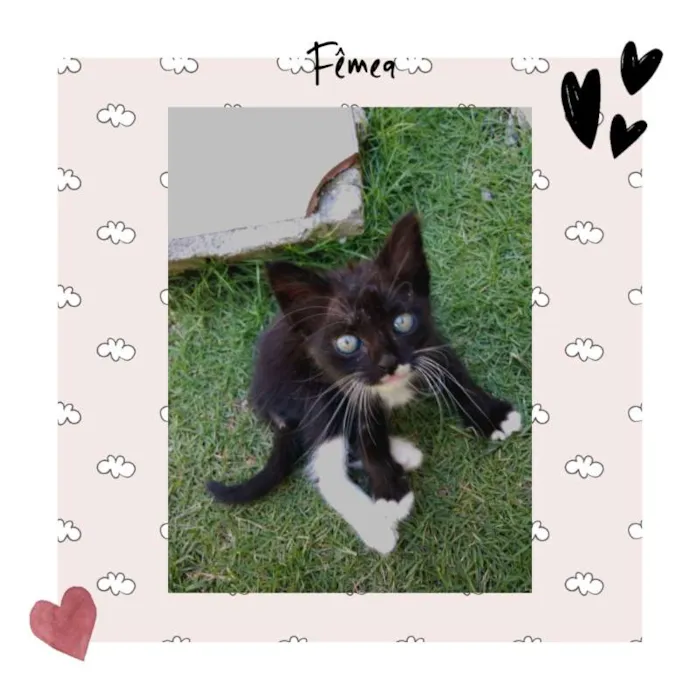 Gato ra a  idade Abaixo de 2 meses nome me dê um nome ?
