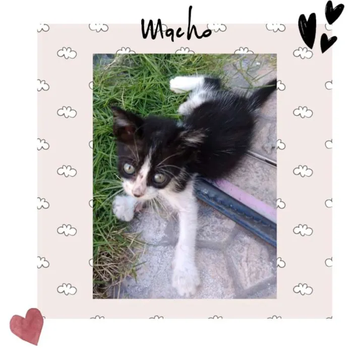 Gato ra a  idade Abaixo de 2 meses nome me dê um nome ?