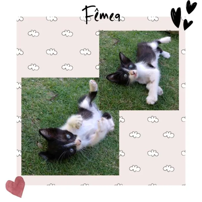 Gato ra a  idade Abaixo de 2 meses nome me dê um nome ?