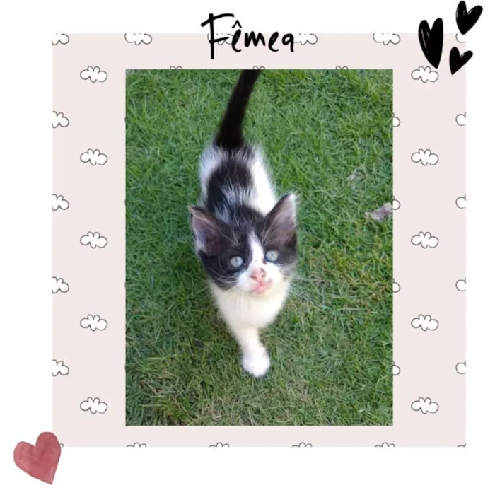 Gato ra a  idade Abaixo de 2 meses nome me dê um nome ?