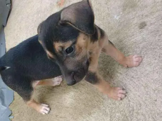 Cachorro ra a vira lata idade Abaixo de 2 meses nome n tem