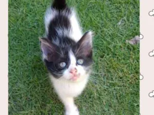 Gato raça  idade Abaixo de 2 meses nome me dê um nome ?