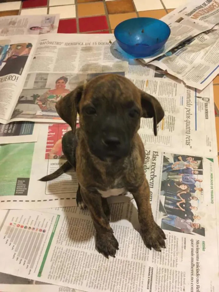 Cachorro ra a SRD idade Abaixo de 2 meses nome FILHOTES 