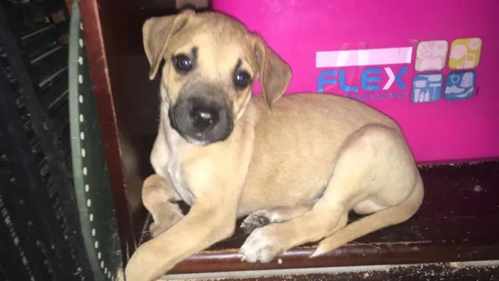 Cachorro ra a SRD idade Abaixo de 2 meses nome FILHOTES 