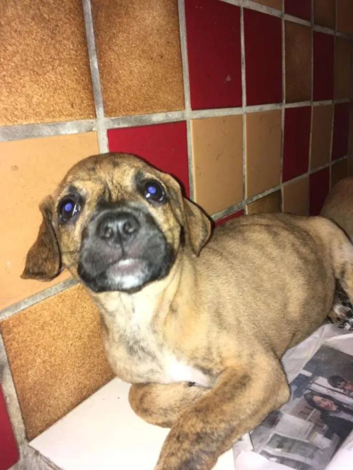 Cachorro ra a SRD idade Abaixo de 2 meses nome FILHOTES 