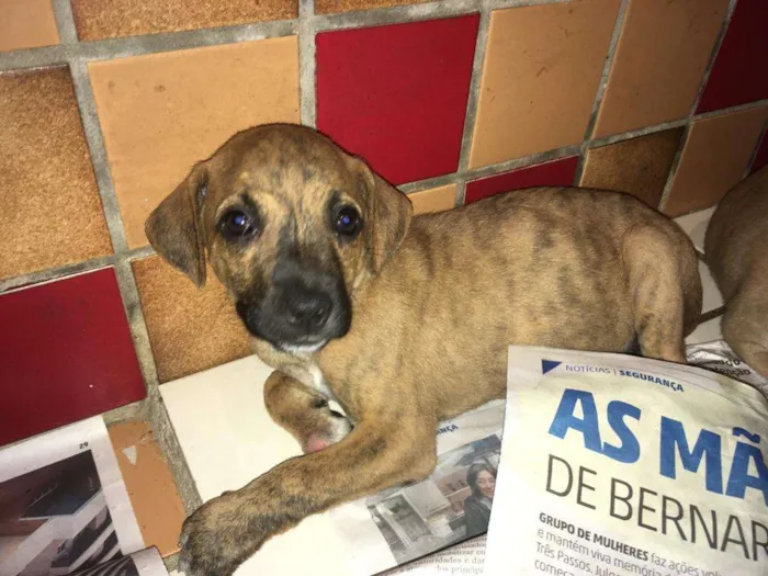Cachorro ra a SRD idade Abaixo de 2 meses nome FILHOTES 