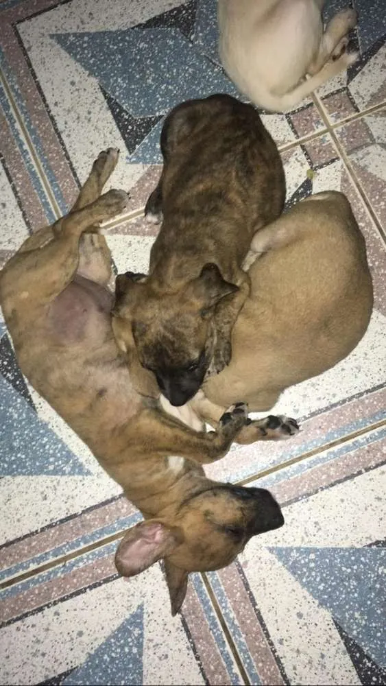 Cachorro ra a SRD idade Abaixo de 2 meses nome FILHOTES 